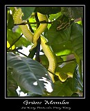 Green Bamboo Snake